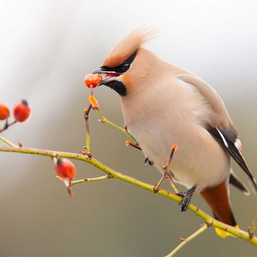 Ein Vogel (Seidenschwanz) sitzt auf einem Ast und isst eine Hagebutte