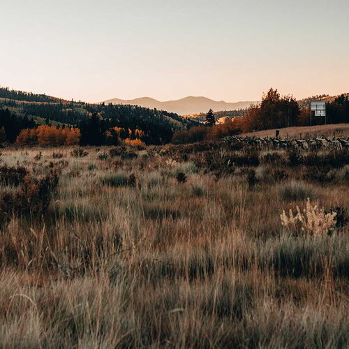 Foto einer herbstlichen Wiese