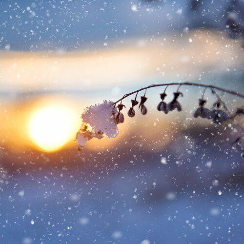 Schnee fällt auf einen Zweig in der Abendsonne.