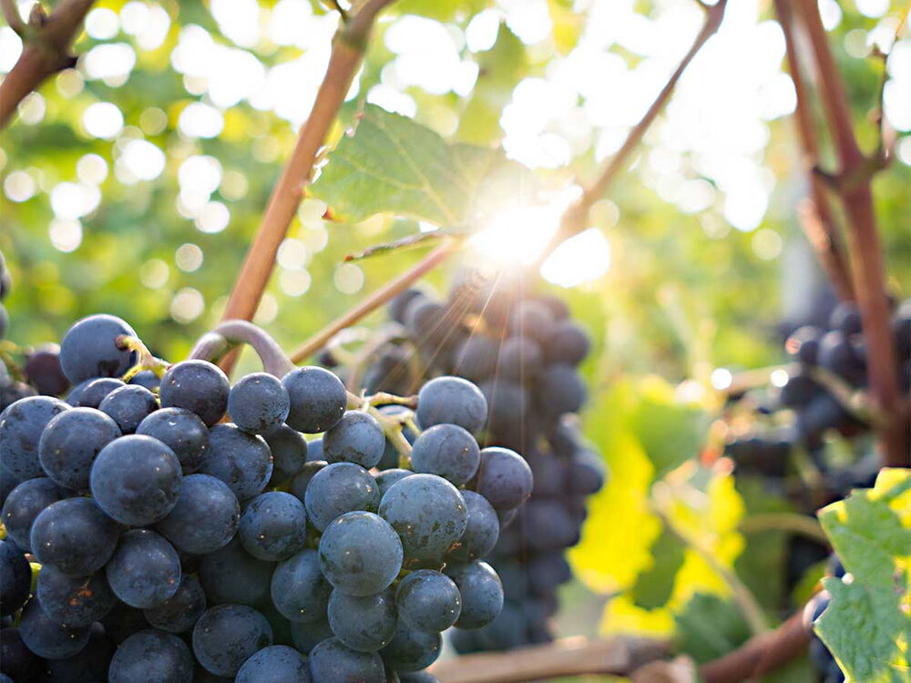 Das Foto zeigt eine große Weinrebe mit blauen Trauben