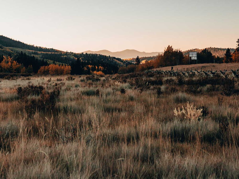 Foto einer herbstlichen Wiese
