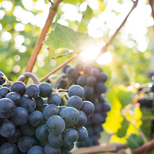 Das Foto zeigt eine große Weinrebe mit blauen Trauben